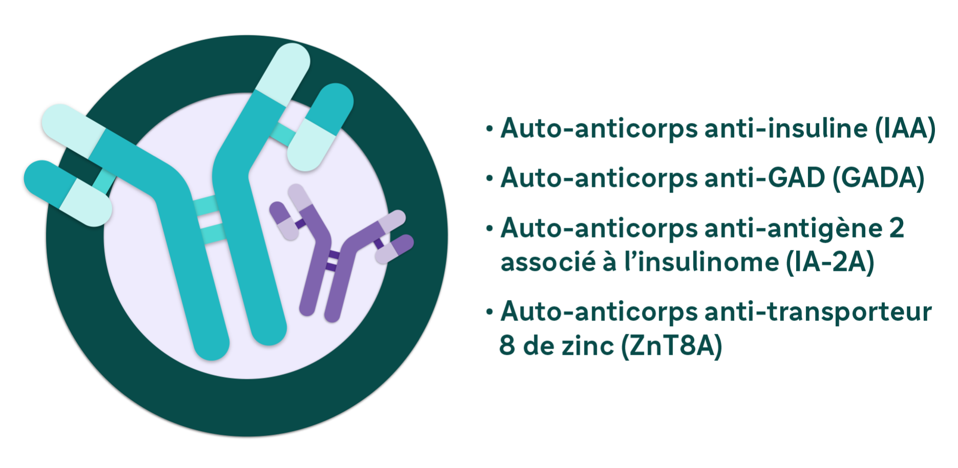 Illustration d’un autoanticorps bleu et d’un autoanticorps violet